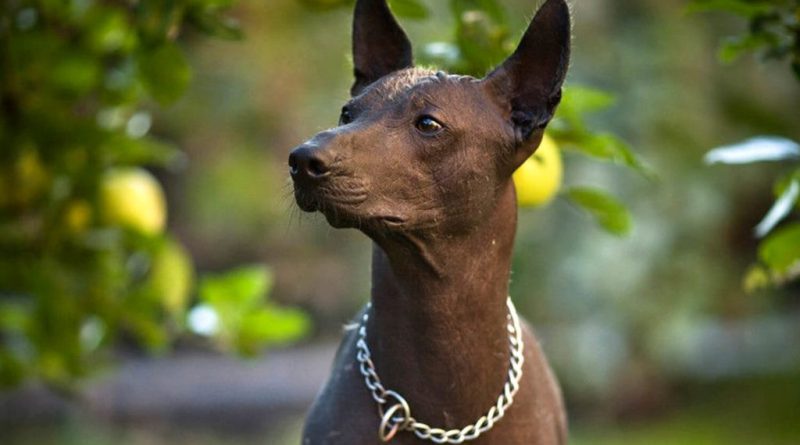 Вибір гіпоалергенних собак досить різноманітний