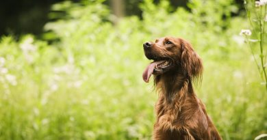Випадання матки у собаки: причини та лікування