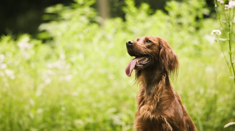 Випадання матки у собаки: причини та лікування