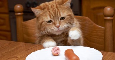 Як досвідчені заводчики відучують котів лазити на стіл