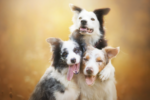 Як лікувати запалення легенів у собак?