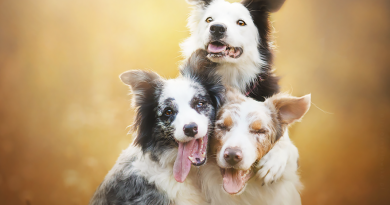 Як лікувати запалення легенів у собак