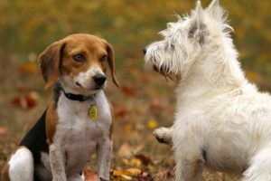 Як подружити собак, якщо у будинку з’явився ще один вихованець?