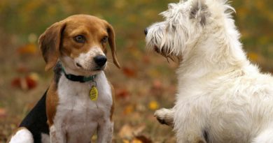 Як подружити собак, якщо у будинку з'явився ще один вихованець