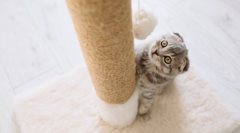 Як привчити кошеня до кігтеточки / дряпки в квартирі: 5 простих способів