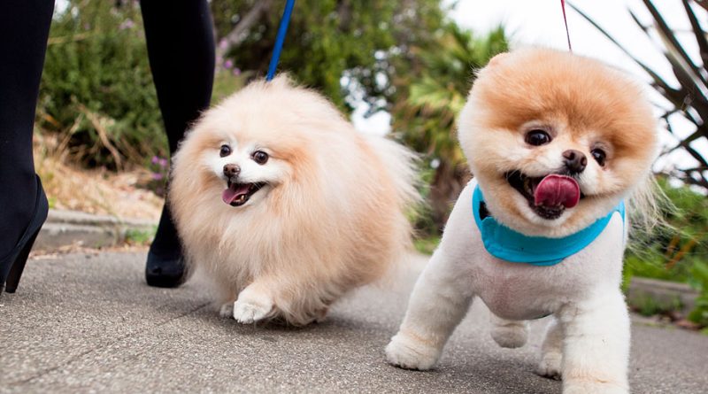 Як привчити шпіца до лотка швидко та без особливих зусиль