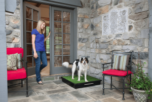 Як привчити собаку до лотка? Немає в цьому процесі нічого складного.