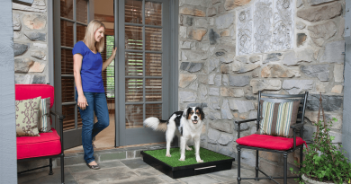 Як привчити собаку до лотка? Немає в цьому процесі нічого складного