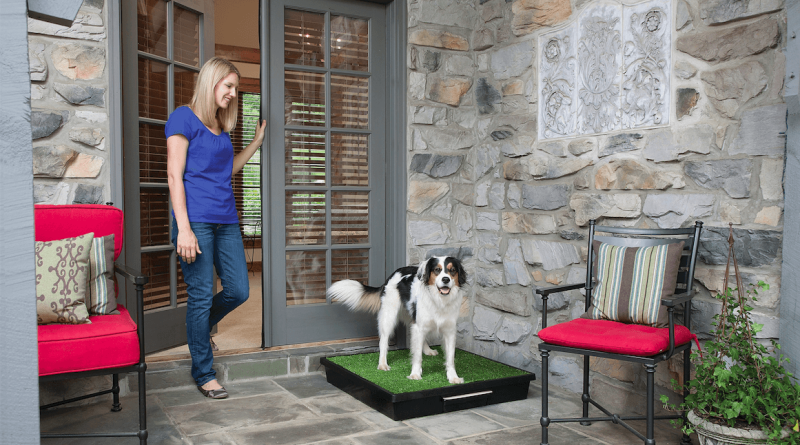 Як привчити собаку до лотка? Немає в цьому процесі нічого складного