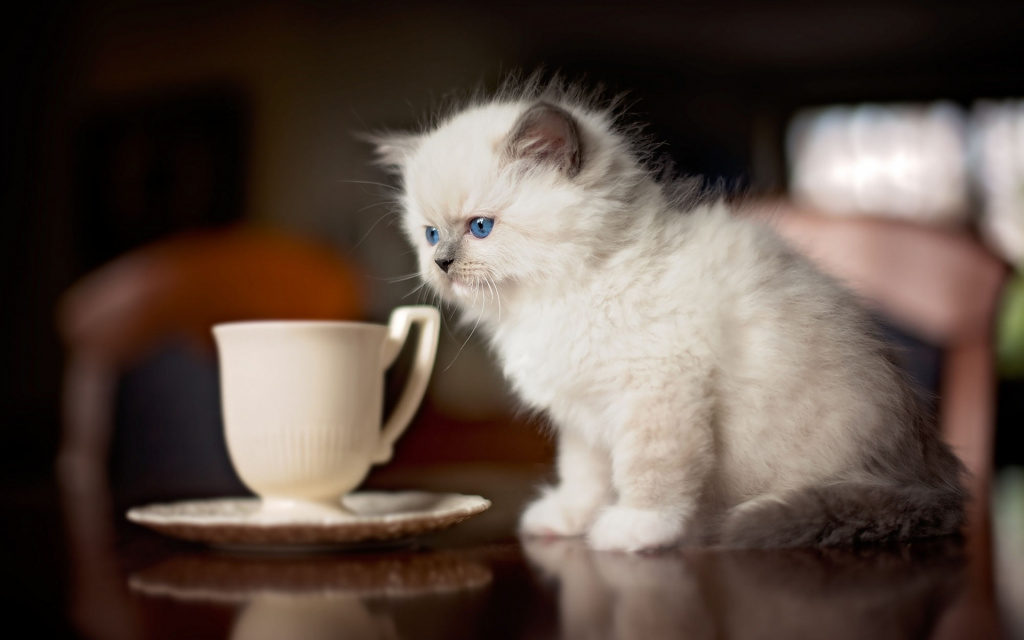 Як відучувати кота від стільниці