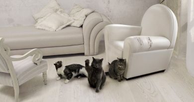 Як відучити кота драти меблі та шпалери — йдемо проти природи