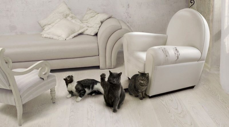 Як відучити кота драти меблі та шпалери — йдемо проти природи