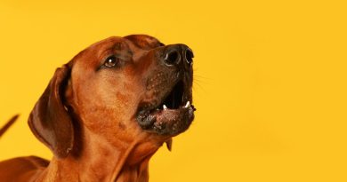 Як відучити собаку гавкати у квартирі