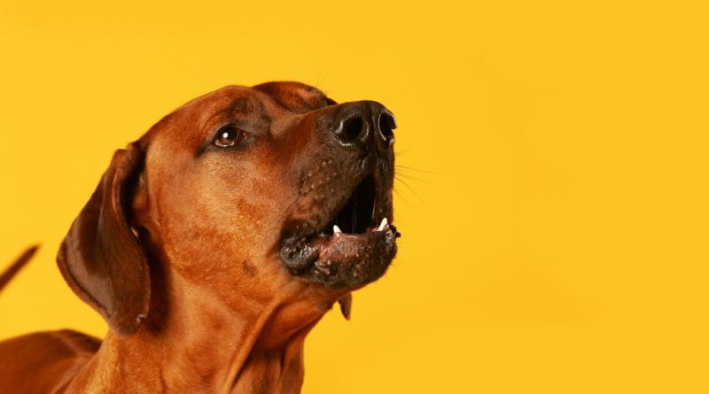 Як відучити собаку гавкати у квартирі