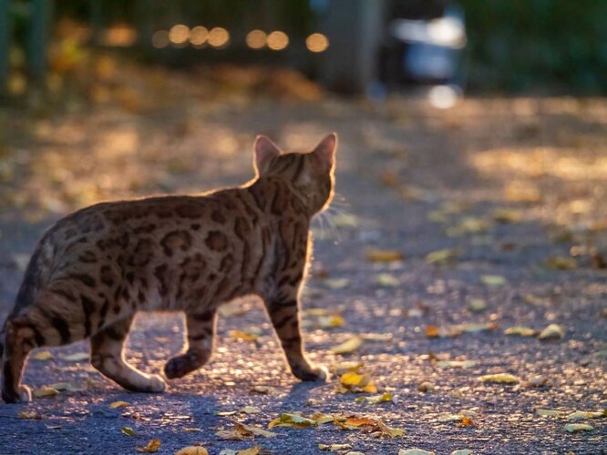 Як виглядає тойгер