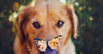 Як вилікувати соплі у собаки
