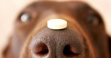 Яке дозування цетрину для собак вибрати