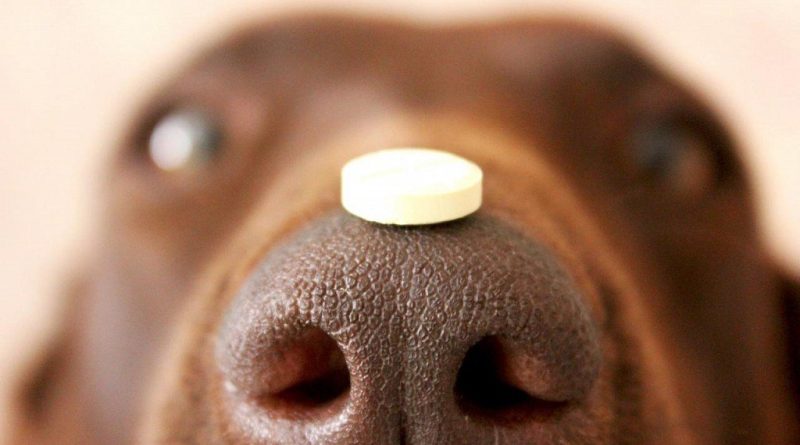 Яке дозування цетрину для собак вибрати