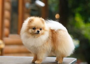 Яку найрозумнішу маленьку породу собак вибрати?