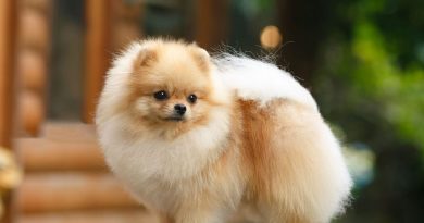 Яку найрозумнішу маленьку породу собак вибрати