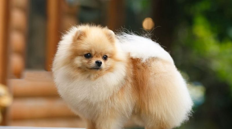 Яку найрозумнішу маленьку породу собак вибрати