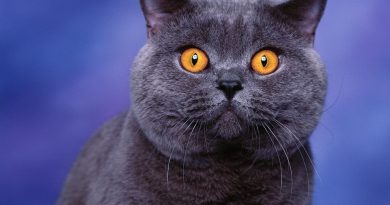 Застосування Дексаметазону при лікуванні котів