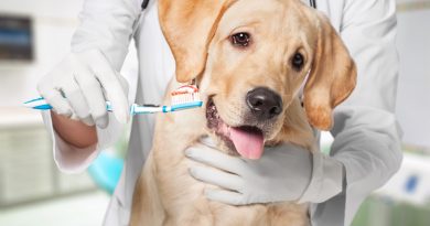 Зубний камінь у собак — причини та наслідки