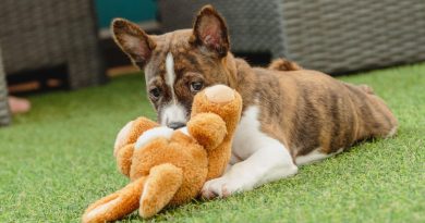 10 порід собак, які майже не гавкають