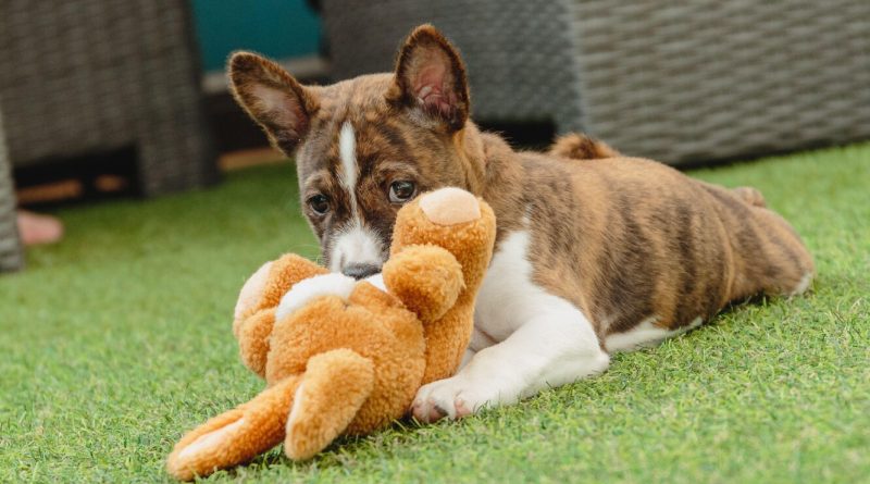 10 порід собак, які майже не гавкають