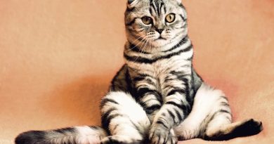 10 причин, чому кішка гадить повз лоток, і як з цим впоратися