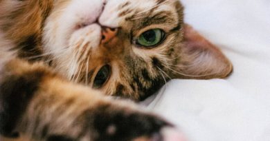 7 безпечних порід кішок для людей з алергією на шерсть