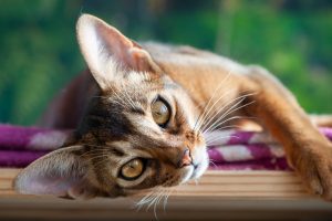 Абісинці: що потрібно знати, якщо ви берете кошеня цієї породи?