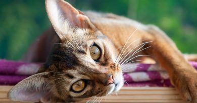 Абісинці: що потрібно знати, якщо ви берете кошеня цієї породи