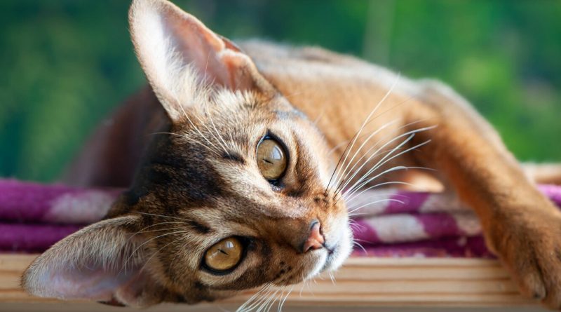 Абісинці: що потрібно знати, якщо ви берете кошеня цієї породи