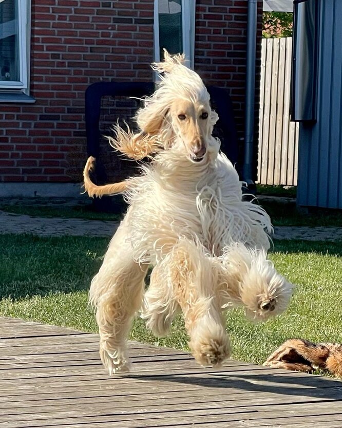 Афганський хорт