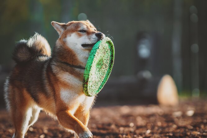 Акіта-іну та сіба-іну
