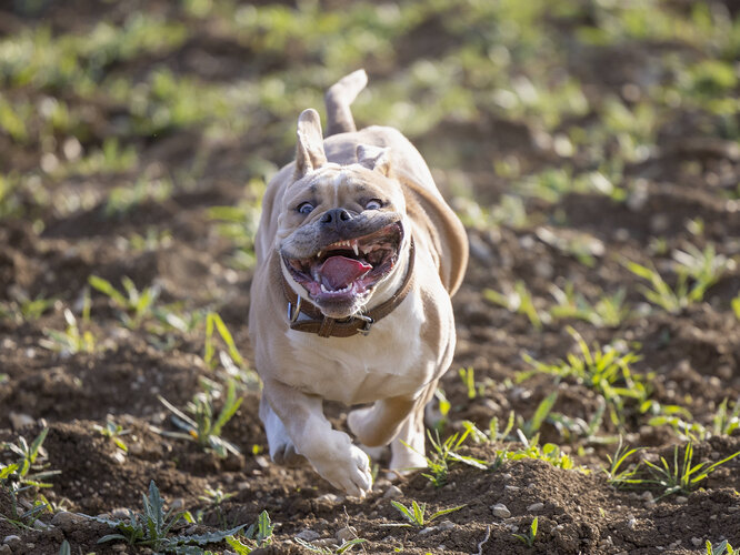 Англійський бульдог