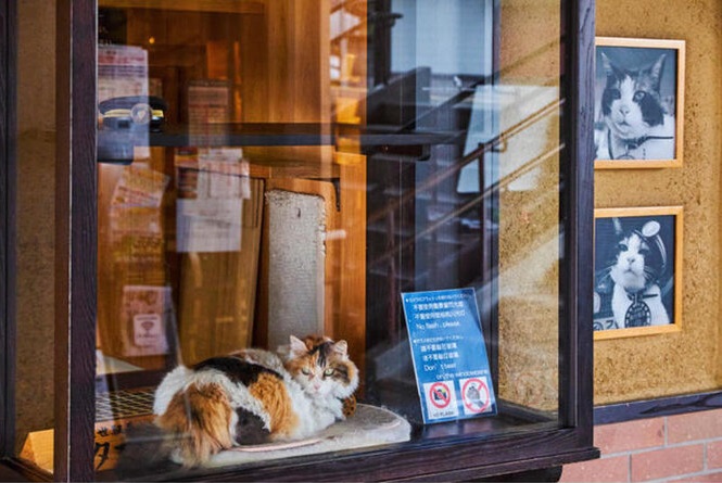 Японська трикольорова кішка Тома