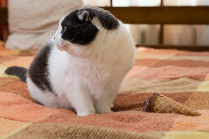 Більшість кішок не переносять лактозу