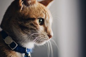 Чому кішка любить залазити на голову?