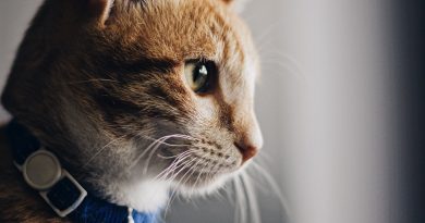 Чому кішка любить залазити на голову