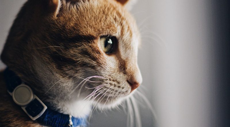 Чому кішка любить залазити на голову