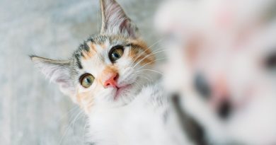 Чому кішки «врізаються» чолом у господаря