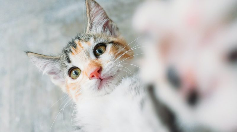 Чому кішки «врізаються» чолом у господаря