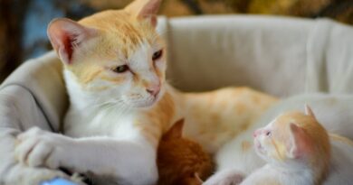 Чому кішки їдять своїх новонароджених кошенят