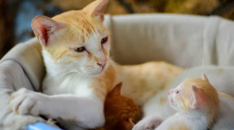 Чому кішки їдять своїх новонароджених кошенят