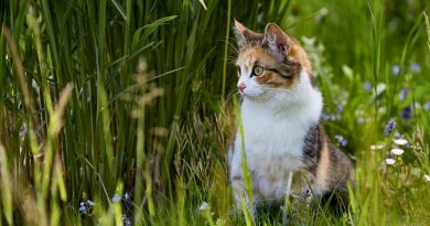 Чому кішки їдять траву