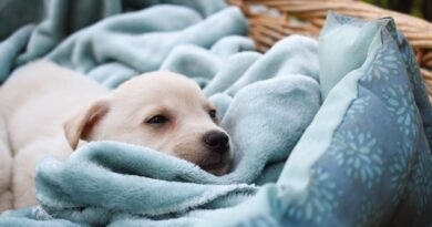 Чому щеня довго спить і не просить їсти: 5 відповідей на популярні питання власників-початківців