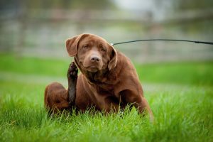 Чому собака свербить і коли потрібна допомога ветеринара?