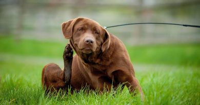Чому собака свербить і коли потрібна допомога ветеринара